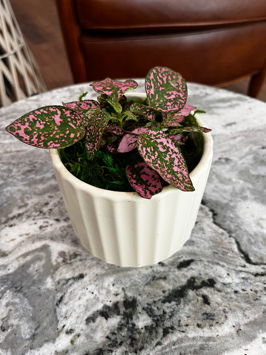 Lovely Plant Pot: Monroe Pot + Rose Variegated Plant
